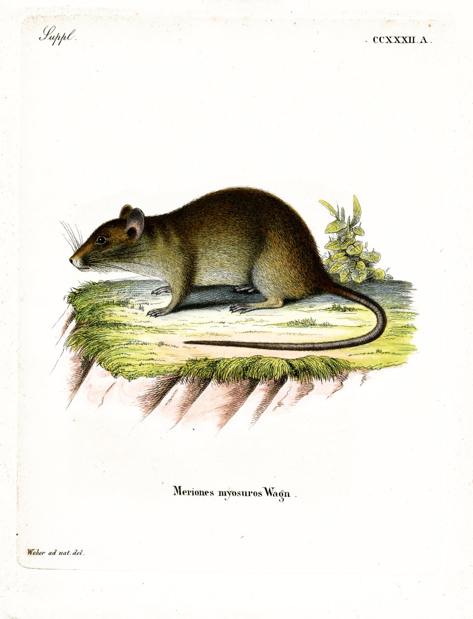 Rövidfarkú Bandicoot Rat (színes metszet) alkotó: German School