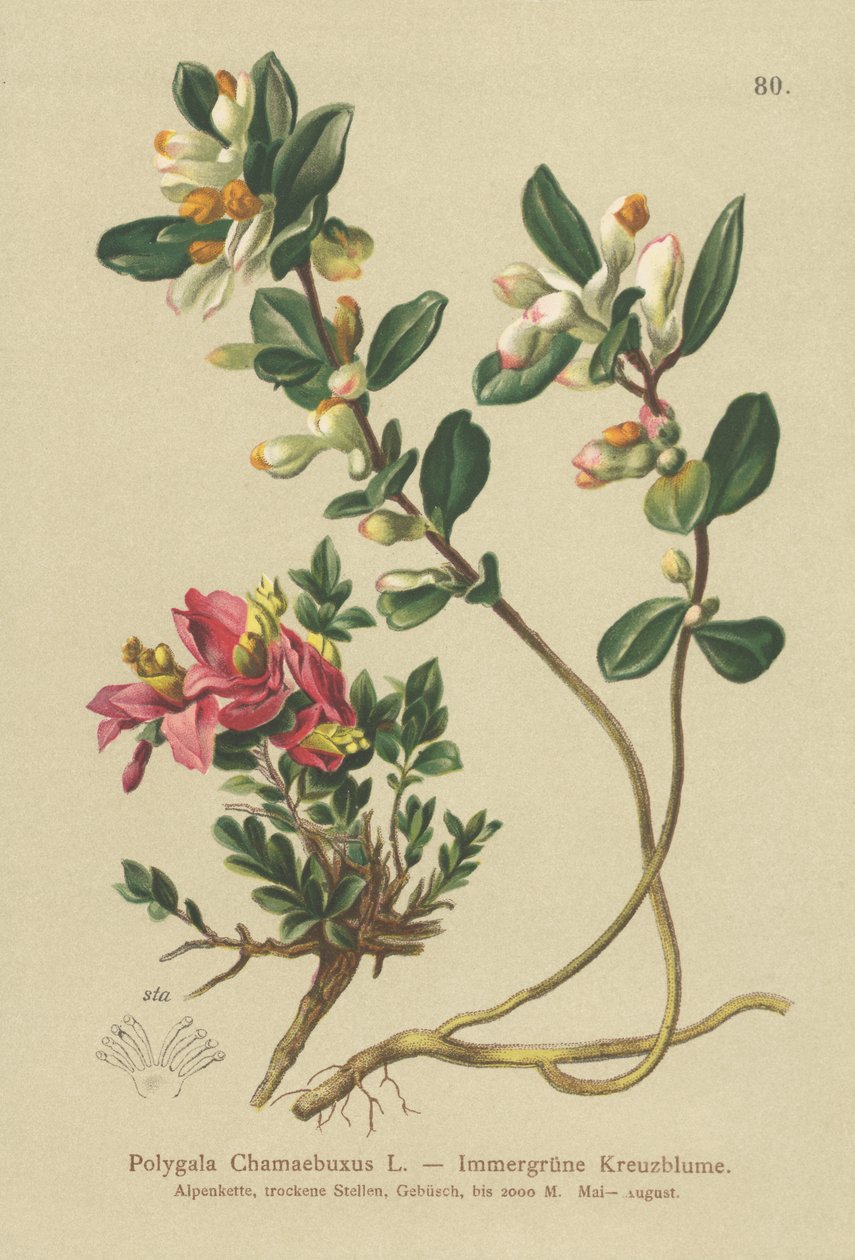 cserjés tejfű (Polygala Chamaebuxus) alkotó: German School