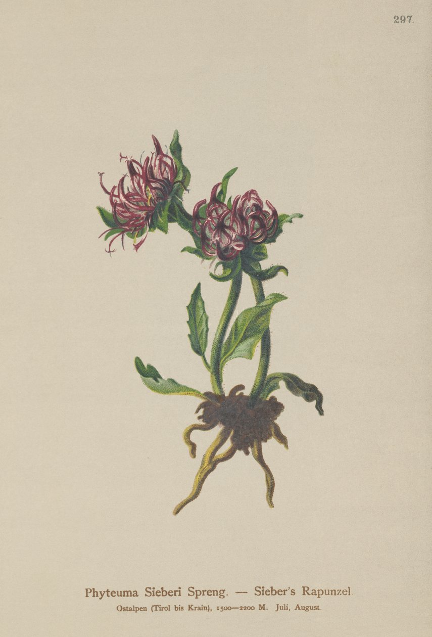 Siebers Rampion (Phyteuma Sieberi) alkotó: German School