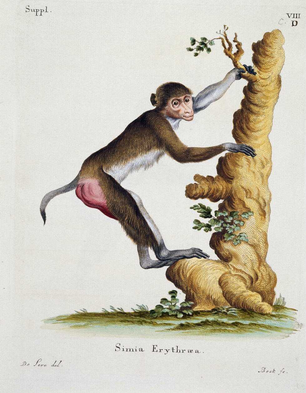 Simia erythraea, a természetből leírásokkal illusztrált emlősökből, Johann Christian Daniel von Schreber (1739-1810), IC Bock metszet De Seve rajza alapján alkotó: German School