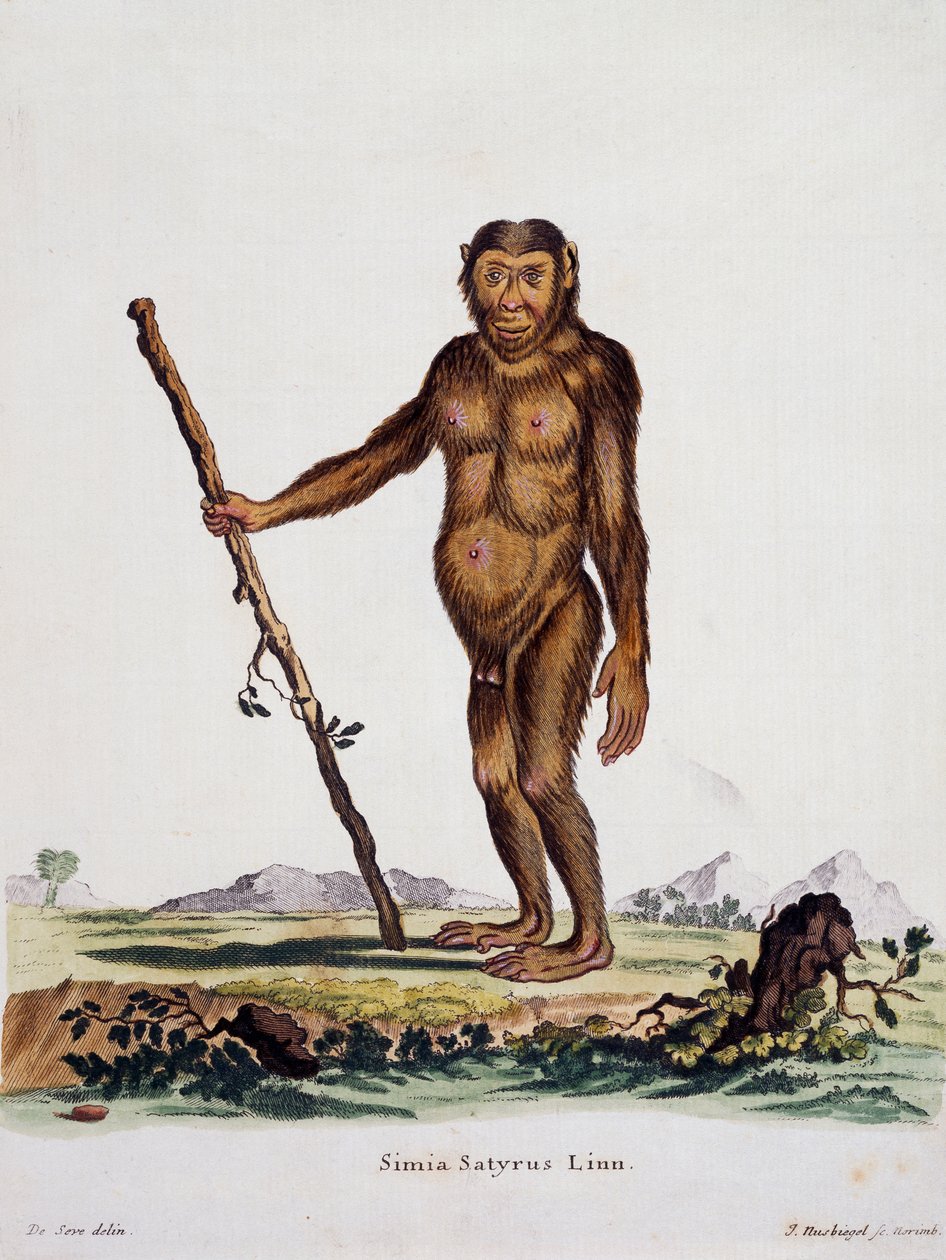 Simia satyrus, a természetből leírásokkal illusztrált emlősökből, Johann Christian Daniel von Schreber (1739-1810), metszet: I Nusbiegel, De Seve, Németország rajza alapján alkotó: German School