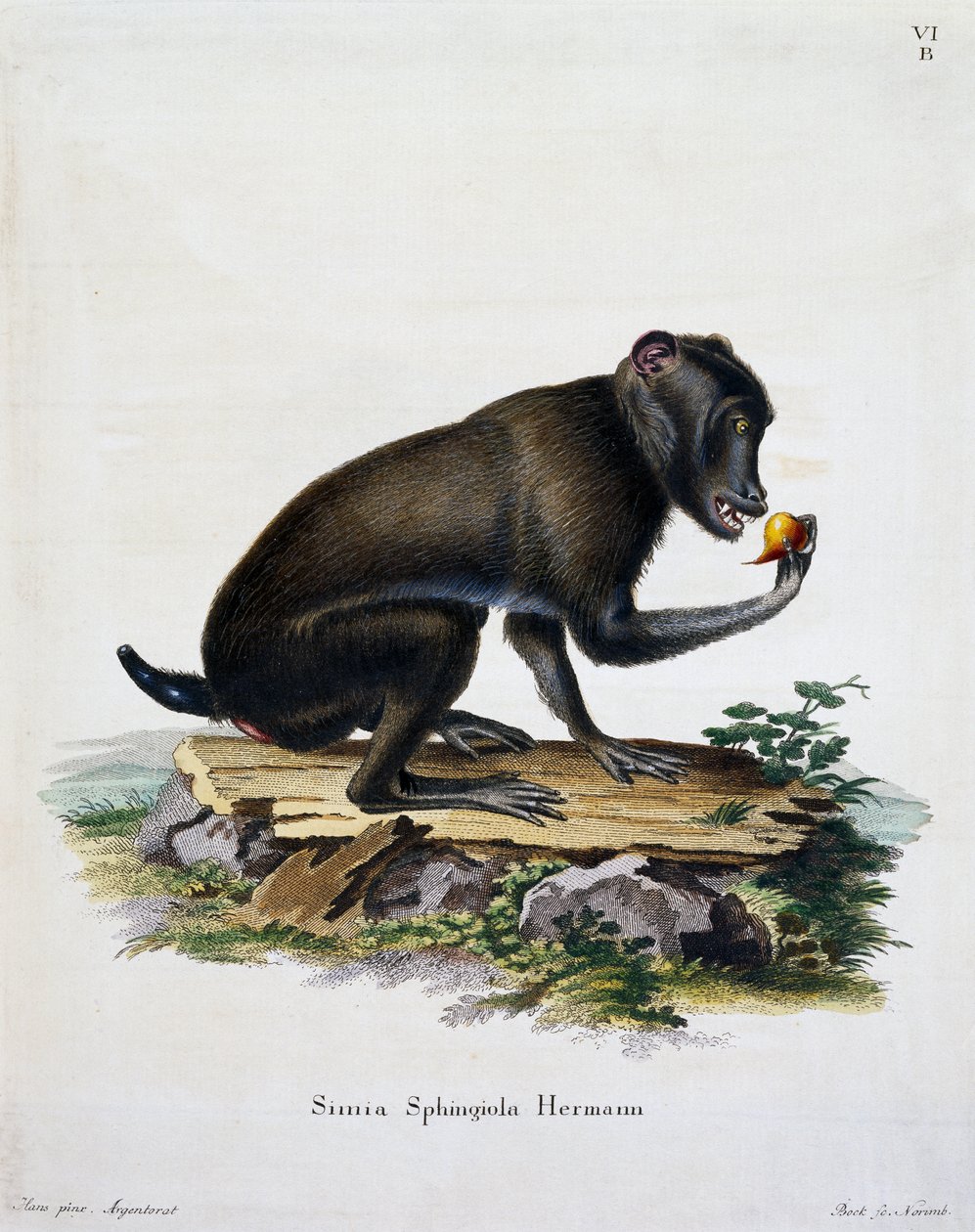 Simia sphingiola, az emlősökből, leírásokkal illusztrálva a természetből, Johann Christian Daniel von Schreber (1739-1810), metszet: IC Bock, Németország alkotó: German School