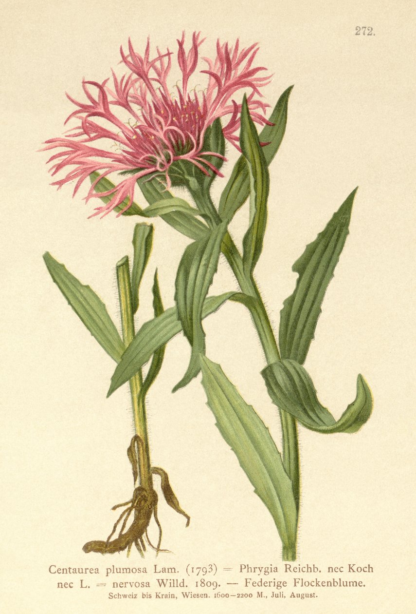 Egyvirágú pacsirta (Centaurea plumosa, Centaurea Phrygia, Centaurea nervosa, Centaurea uniflora) alkotó: German School