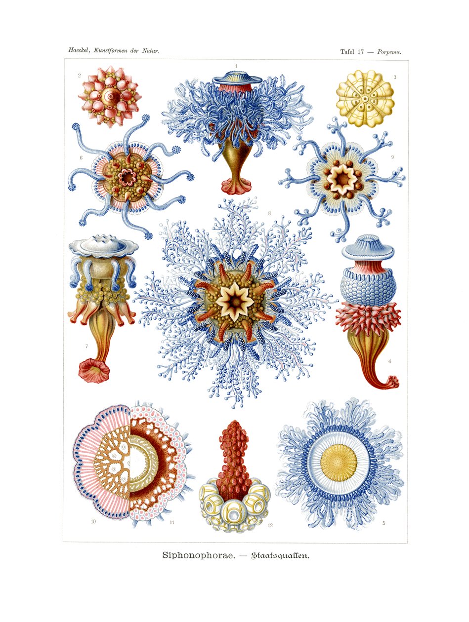 Siphonophorae, 1899-1904 alkotó: German School