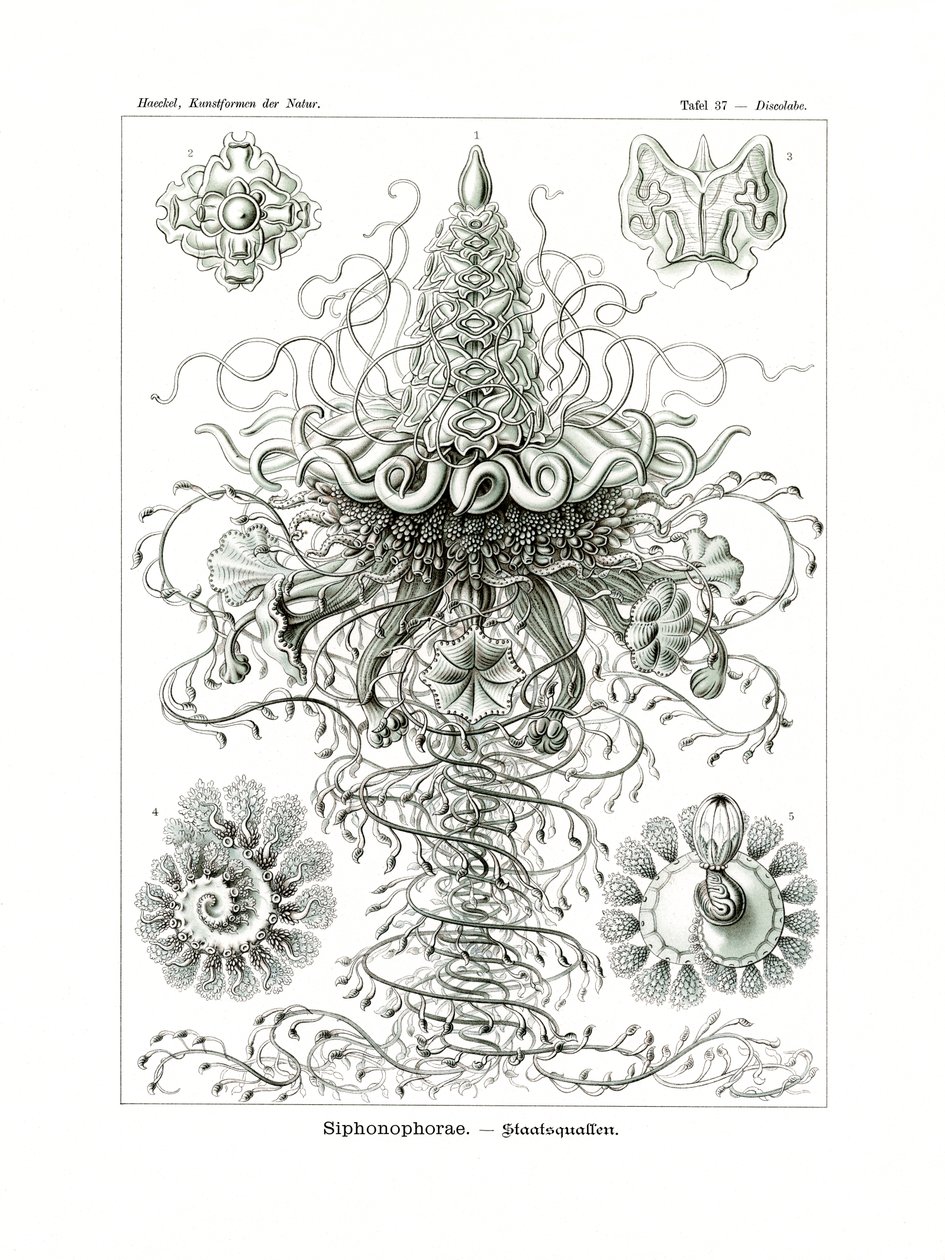Siphonophorae, 1899-1904 alkotó: German School