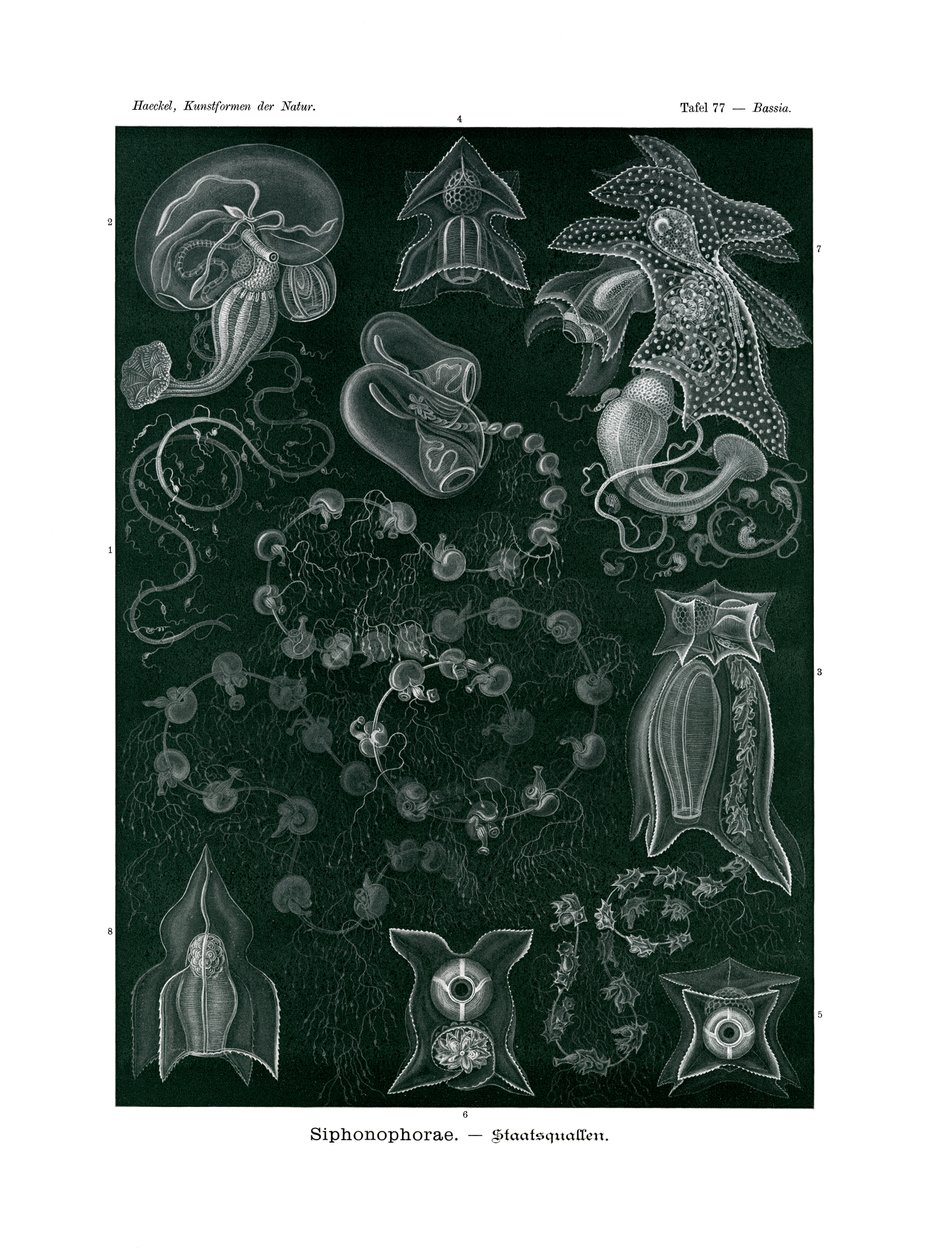 Siphonophorae, 1899-1904 alkotó: German School