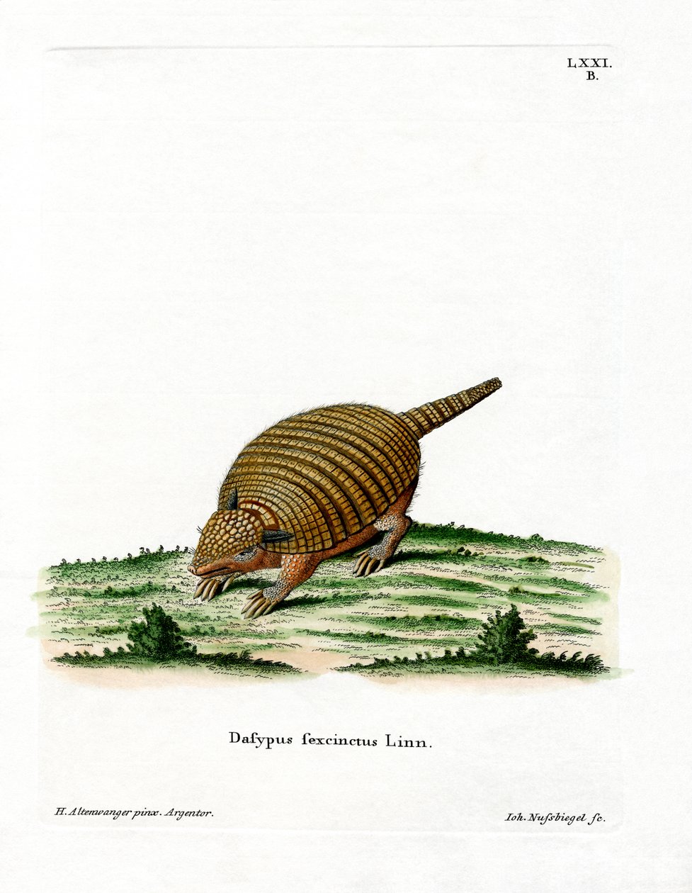Hatsávos Armadillo (színes metszet) alkotó: German School