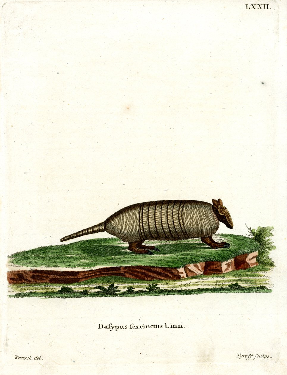 Hatsávos Armadillo (színes metszet) alkotó: German School