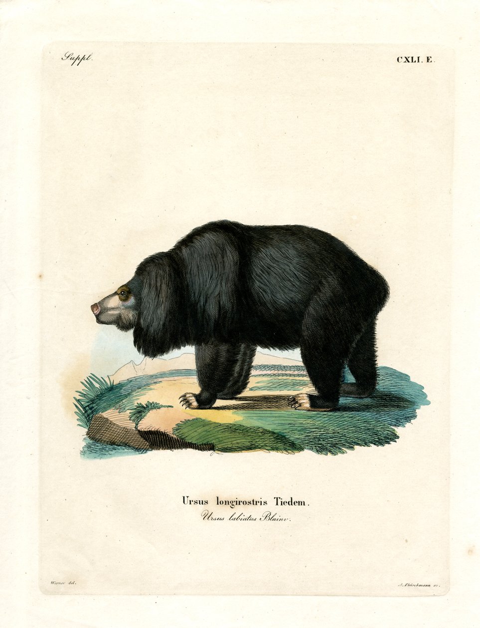 Sloth Bear (színes metszet) alkotó: German School
