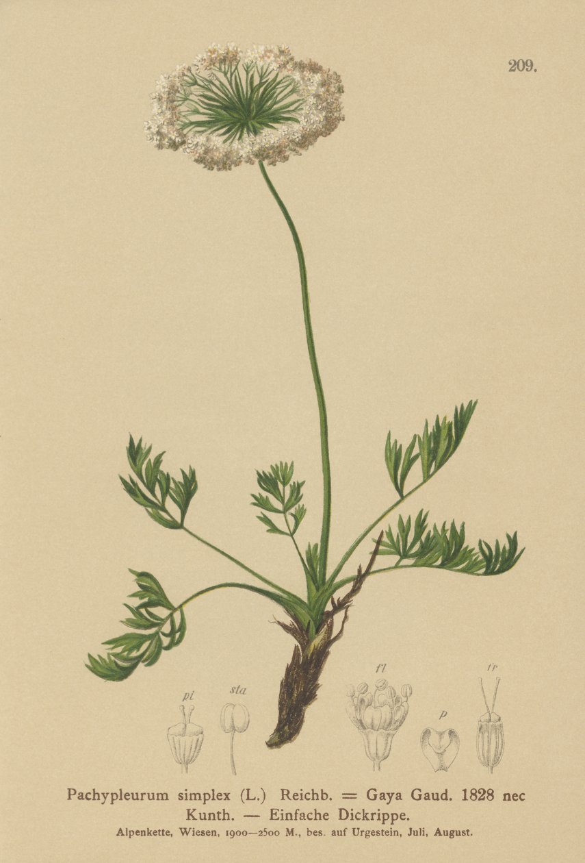 Kis alpesi lovagló (Pachypleurum mutellinoides, Pachypleurum simplex, Pachypleurum alpinum, Pachypleurum simplex, Neogaya simplex, Gaya simplex, Ligusticum simplex) alkotó: German School
