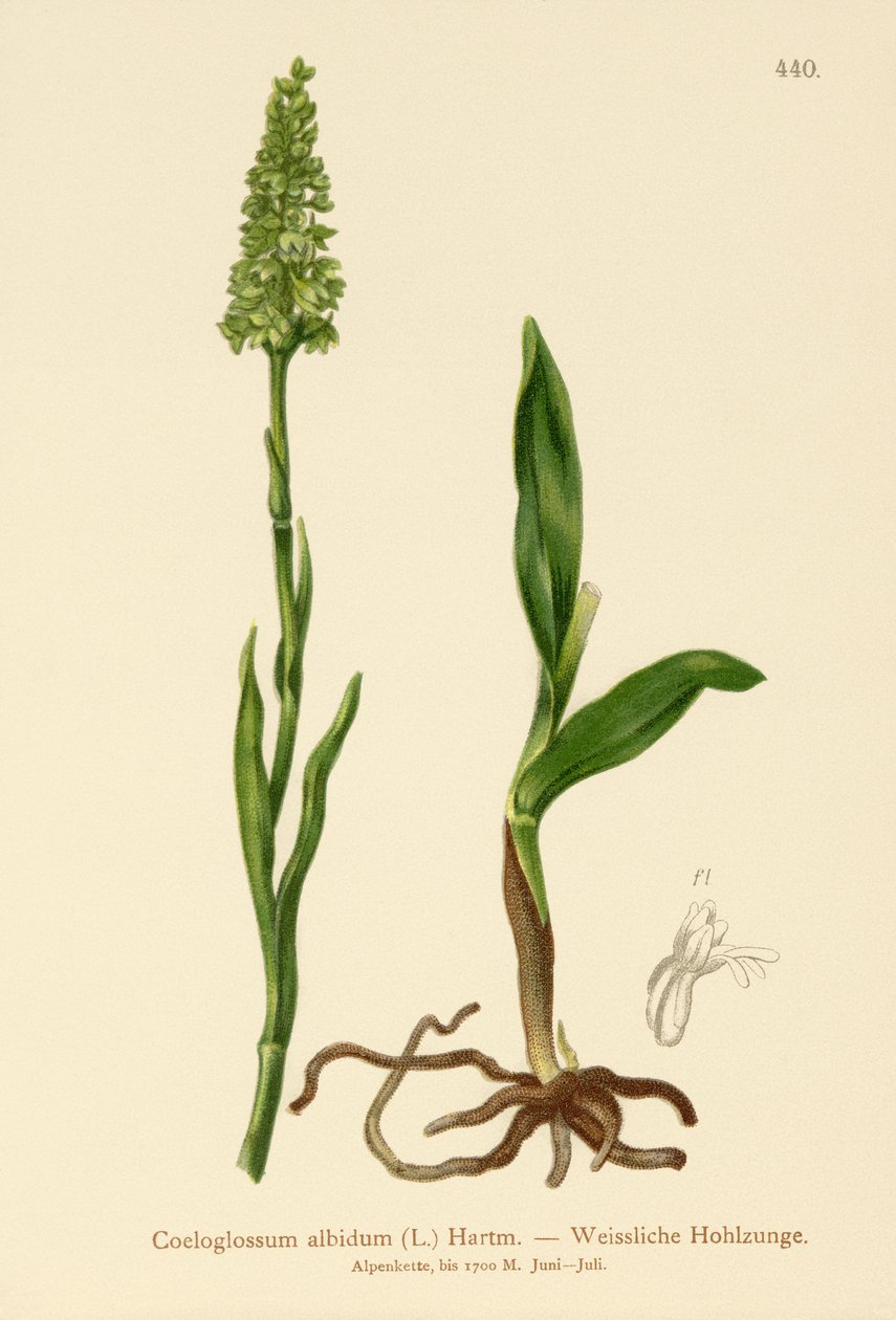 Kis fehér orchidea (Satyrium albidum, Coeloglossum albidum, Leucorchis albida, Bicchia albida, Pseudorchis albida) alkotó: German School