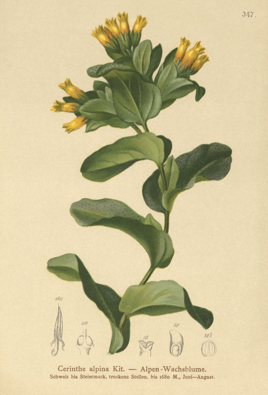 Sima mézfű (Cerinthe alpina, Cerinthe glabra subsp. glabra) alkotó: German School