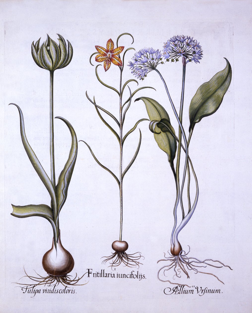 Snakes Head Fritillary, Wild fokhagyma és tulipán, a Hortus Eystettensisből, Basil Besler (1561-1629), pub. 1613 (kézzel színezett metszet) alkotó: German School