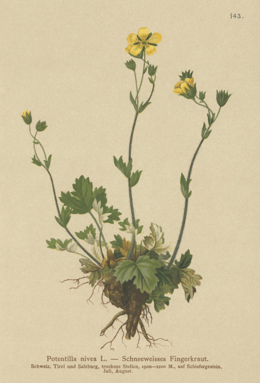 Havas cinquefoil (Potentilla nivea) alkotó: German School