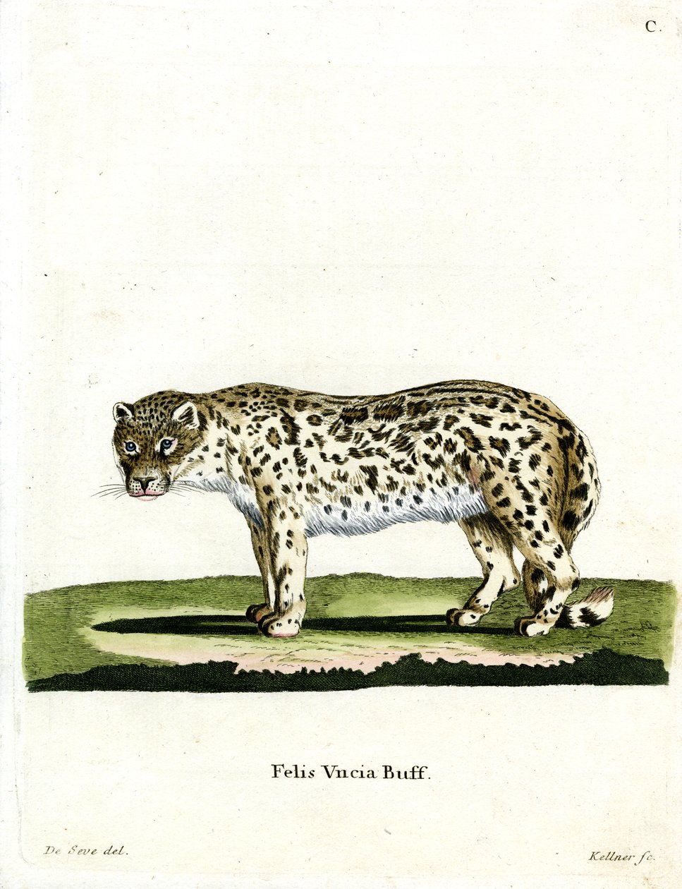 Snow Leopard (színes metszet) alkotó: German School