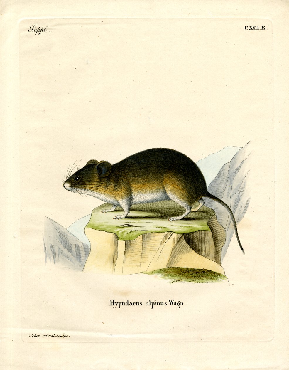 Snow Vole (színes metszet) alkotó: German School