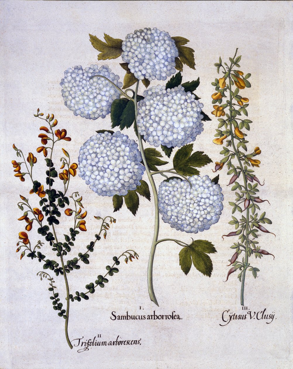 Snowball Viburnum, Garden Broom, Alacsony növekedésű alpesi seprű, a Hortus Eystettensistől, Basil Besler (1561-1629), pub. 1613 (kézzel színezett metszet) alkotó: German School