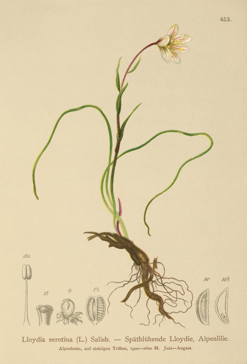 Snowdon Lily (Lloydia serotina, Gagea serotina, Lloydia alpina, Lloydia striata) alkotó: German School