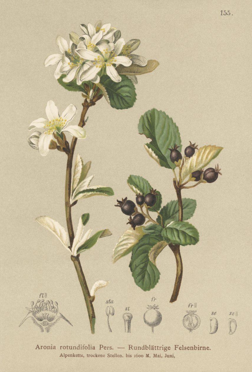 Havas Mespilus (Aronia rotundifolia, Amelanchier ovalis) alkotó: German School