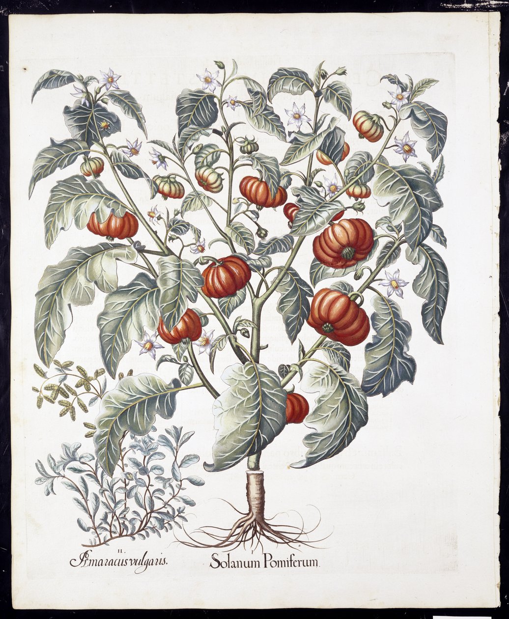 Solanum Pomiferum a Hortus Eystettensisből, Basil Besler (1561-1629) kocsma 1613 (kézzel színezett metszet) alkotó: German School