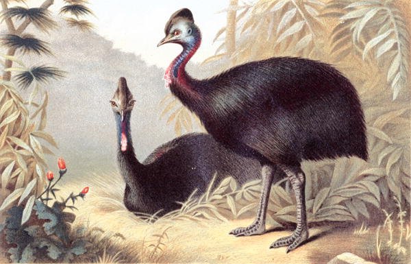 Southern Cassowary, lemez a "Brehms Tierleben: Allgemeine Kunde des Tierreichs"-ből, 6. kötet, 684. o., kiadó: Bibliographisches Institut alkotó: German School