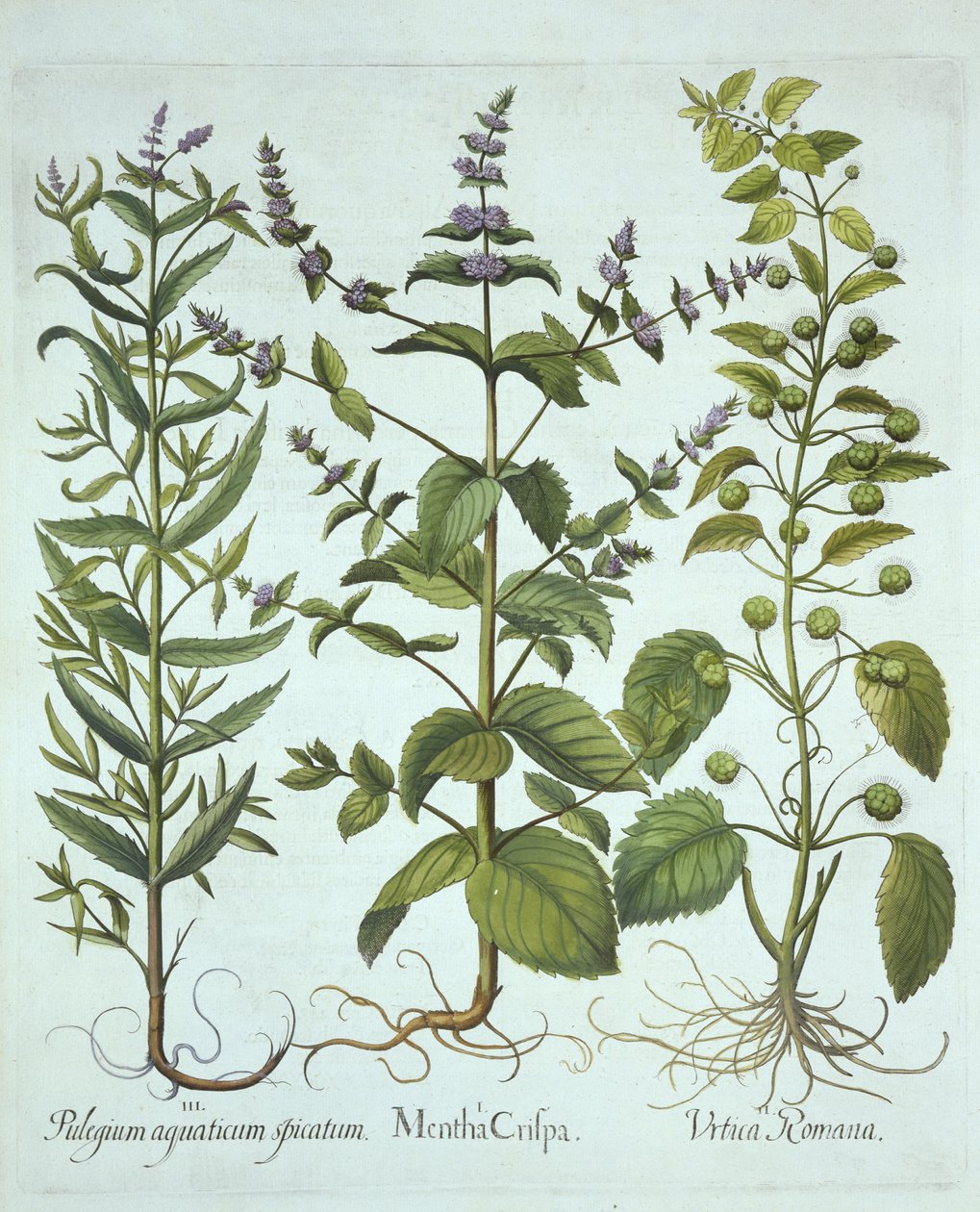 Fodormenta, római csalán és hosszú levelű lómenta, a Hortus Eystettensisből, Basil Besler (1561-1629), pub. 1613 (kézzel színezett metszet) alkotó: German School