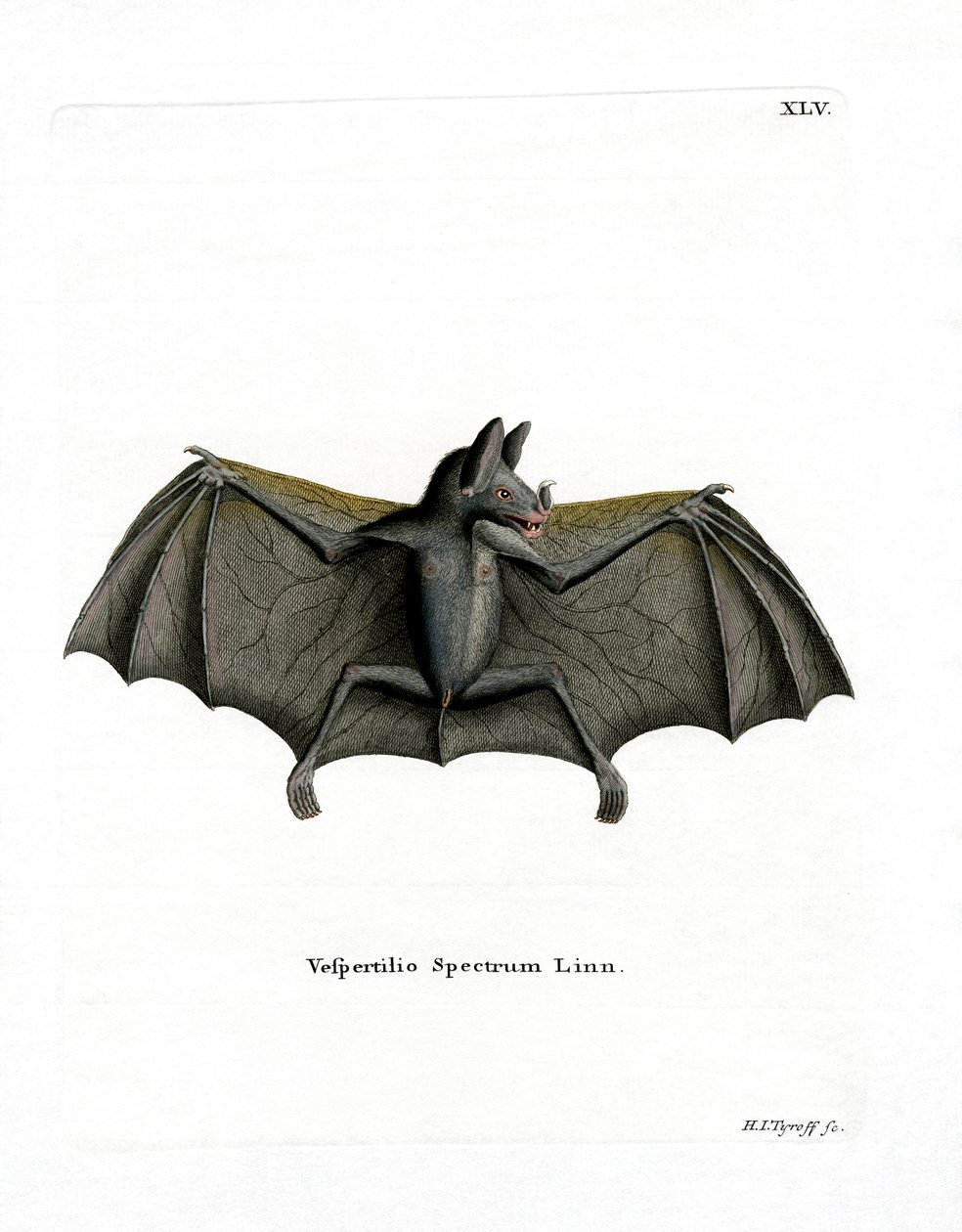 Spectral Bat (színes metszet) alkotó: German School