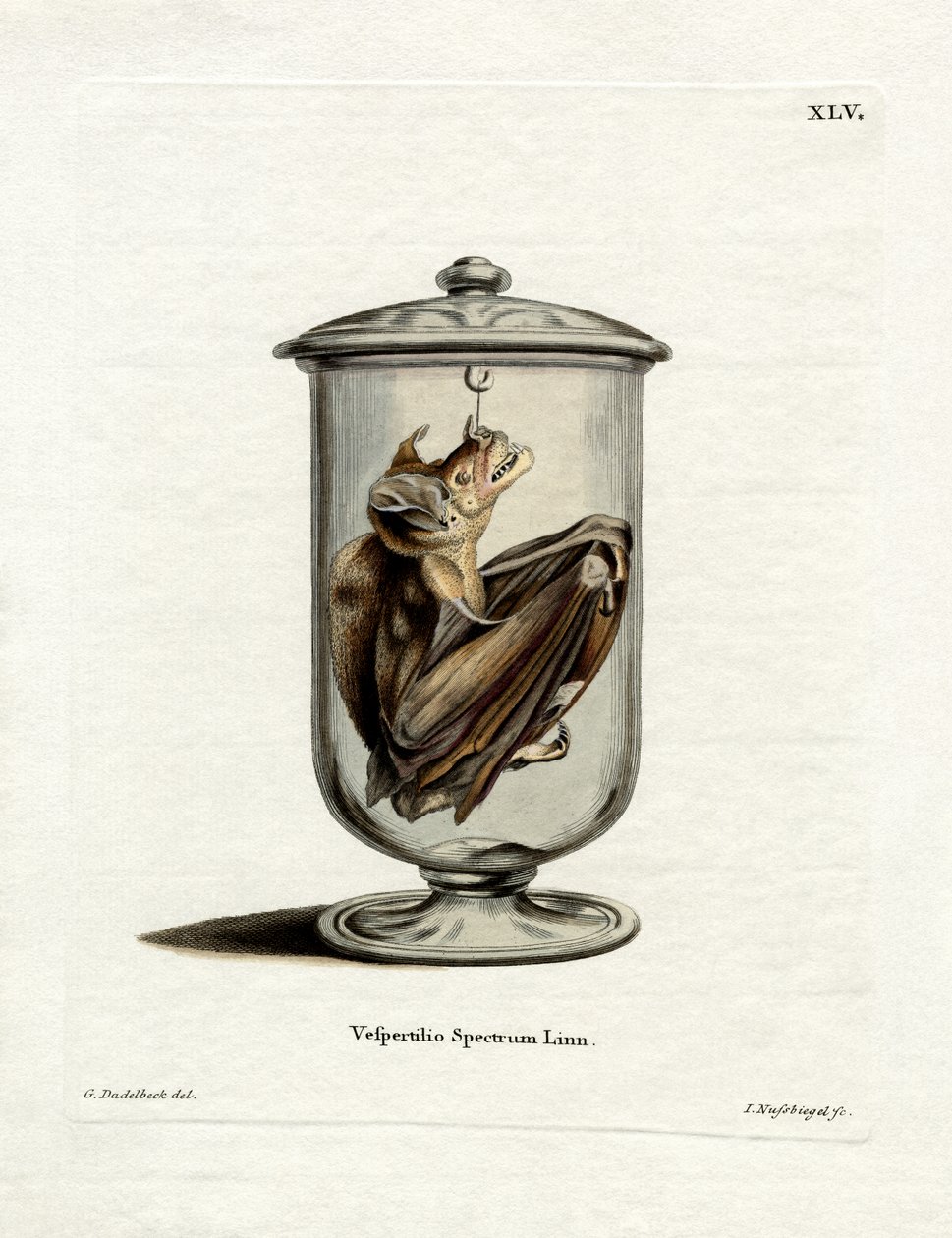 Spectral Bat (színes metszet) alkotó: German School