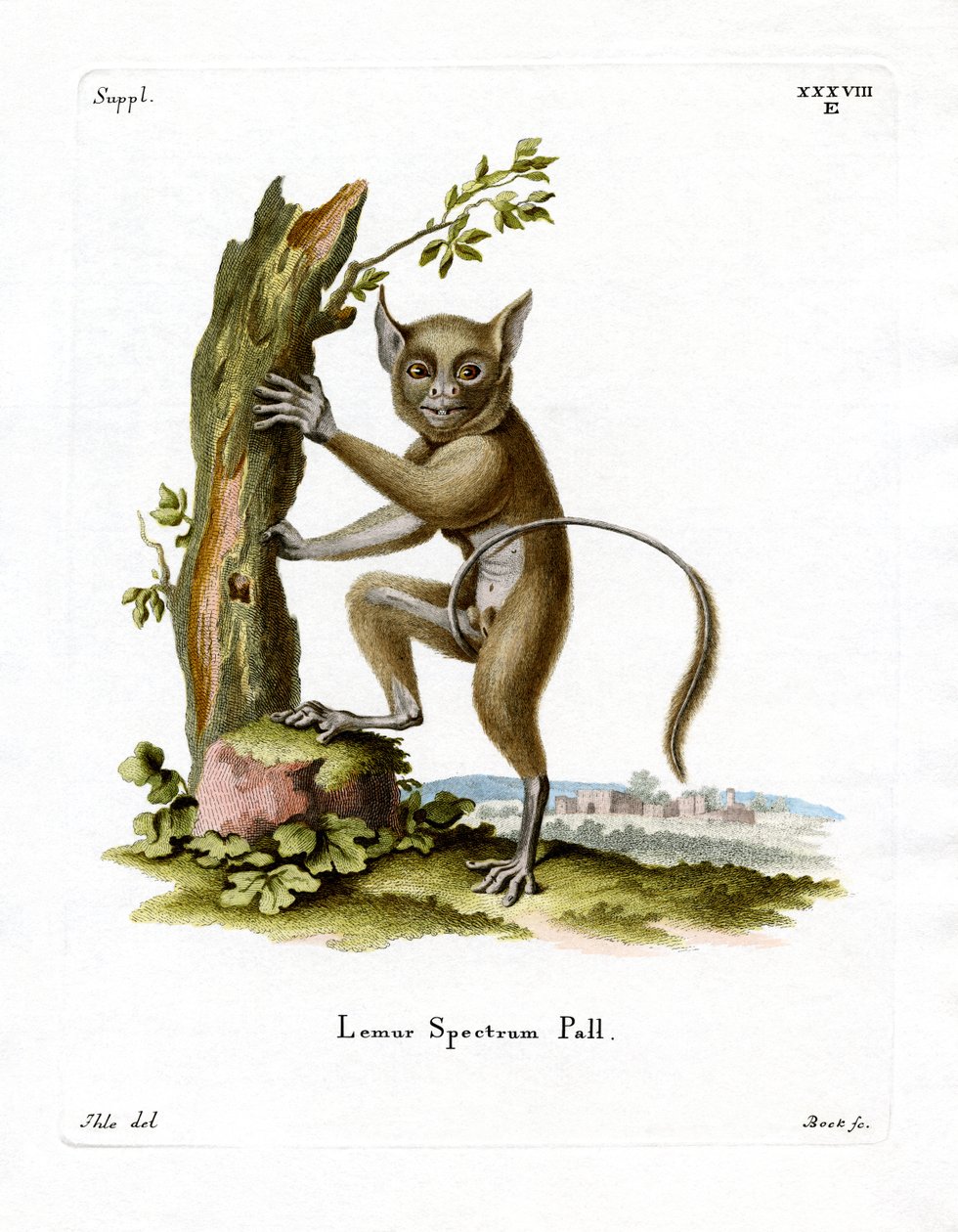 Spectral Tarsier (színes metszet) alkotó: German School