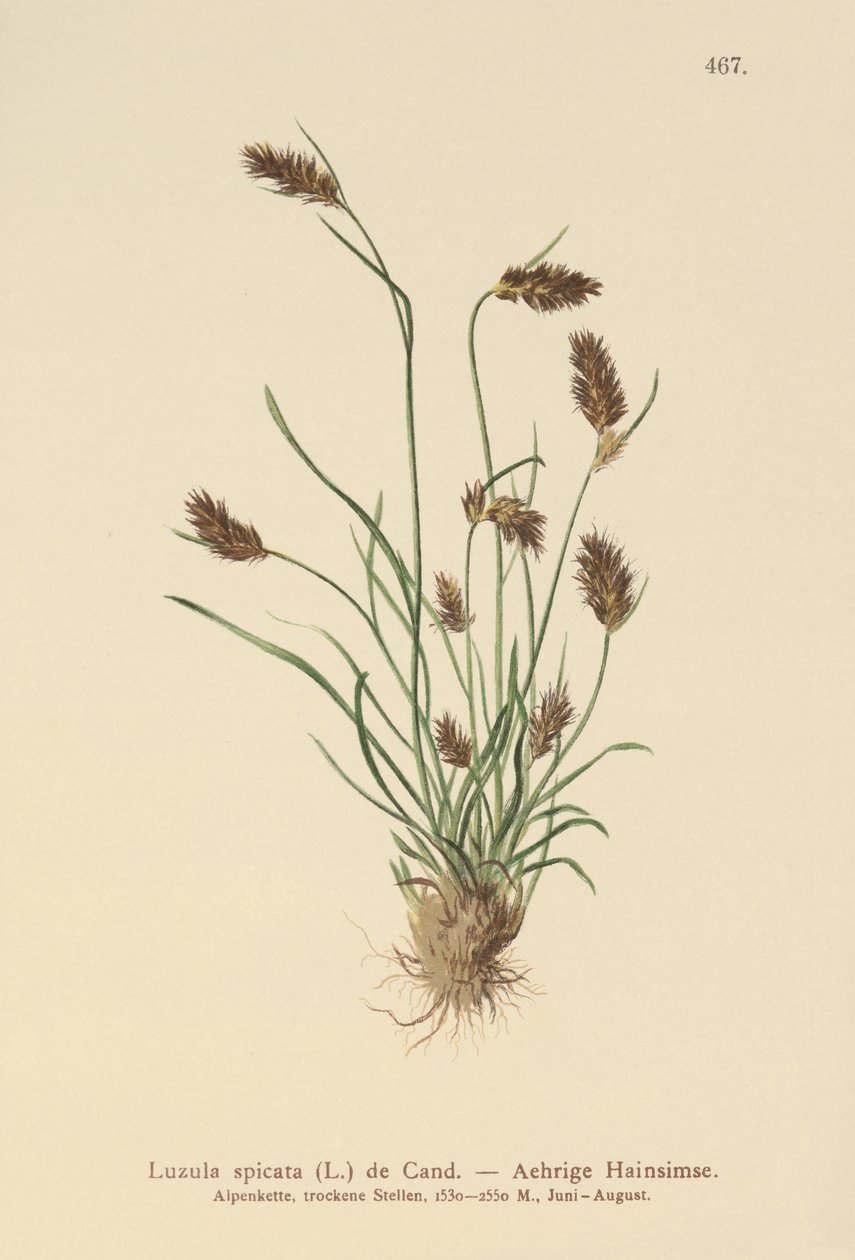 Tüskés rúd (Luzula spicata) alkotó: German School