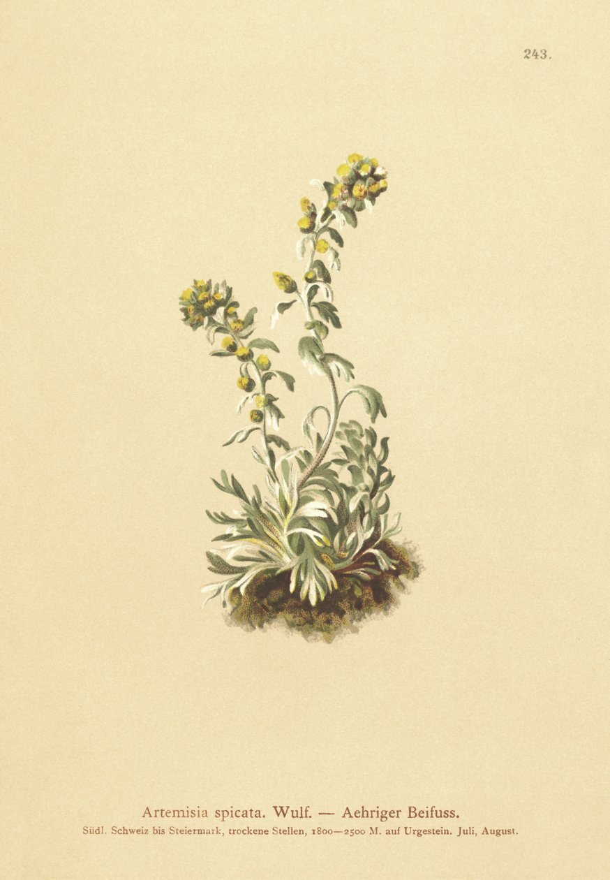 Tüskés üröm (Artemisia spicata, Artemisia bocconei, Artemisia genipi) alkotó: German School