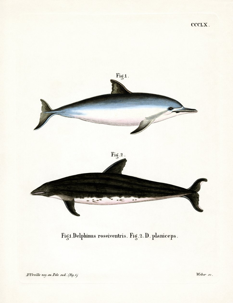 Spinner Dolphin (színes metszet) alkotó: German School