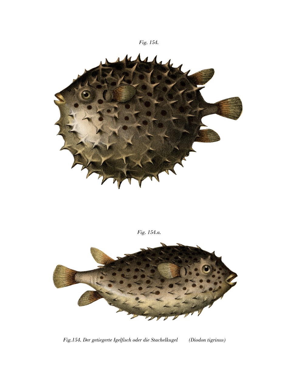 Spotfin Burrfish (színes litó) alkotó: German School