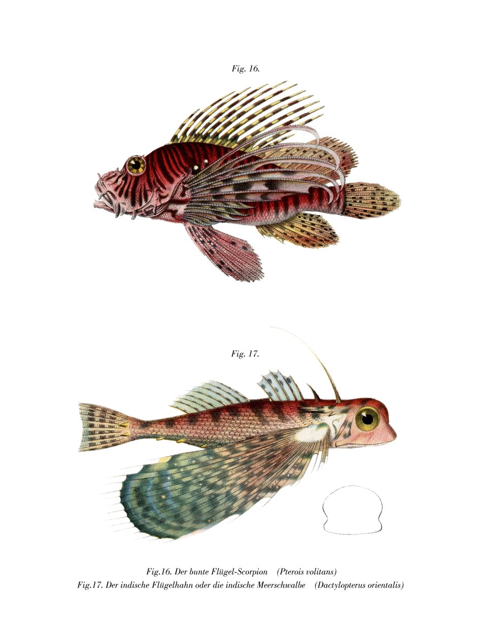 Spotfin Lionfish (színes litó) alkotó: German School
