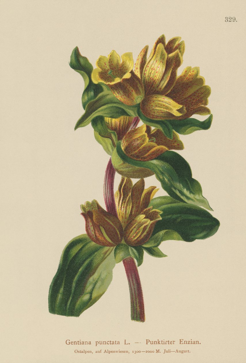 Foltos tárnics (Gentiana punctata) alkotó: German School