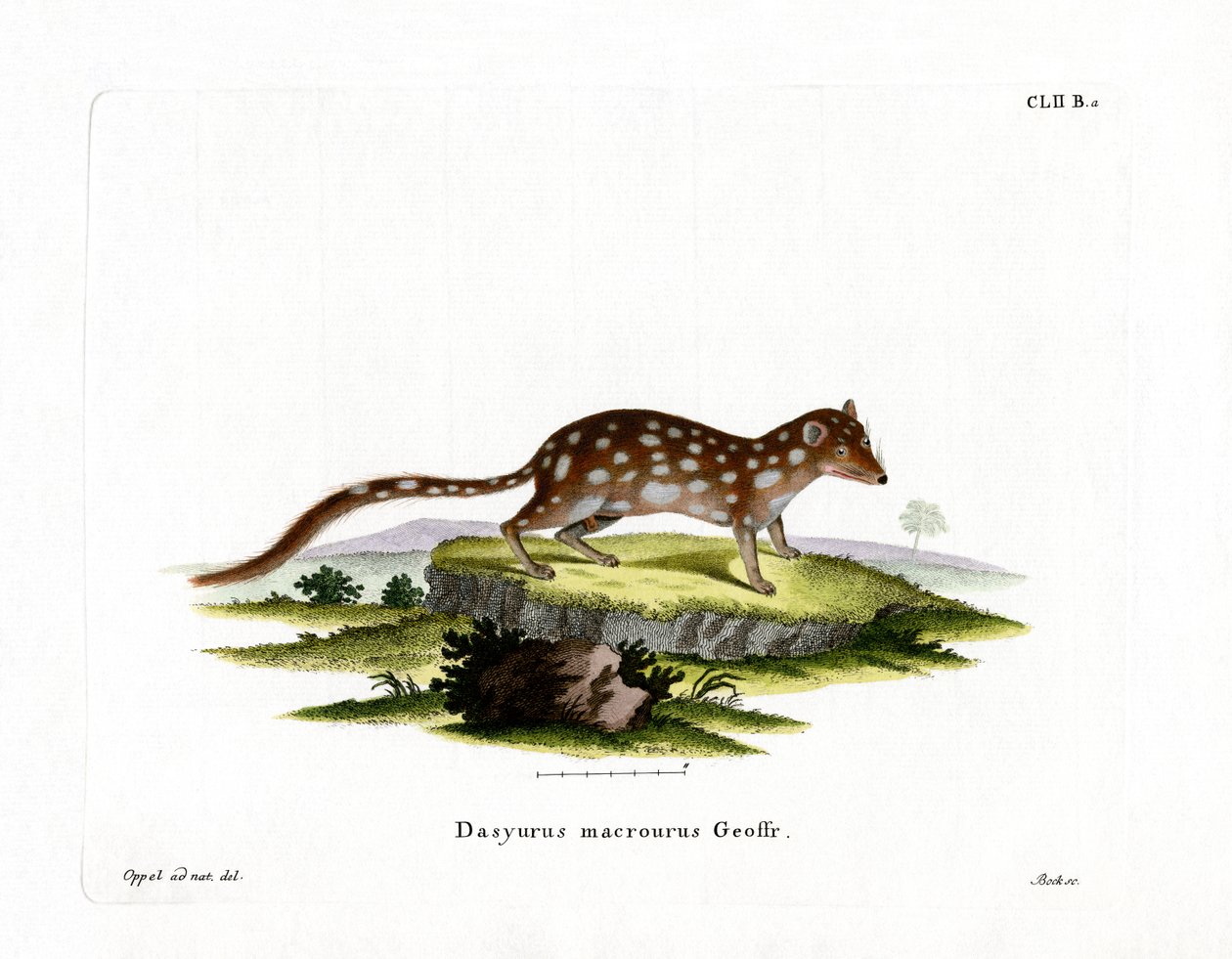 Foltos Quoll (színes metszet) alkotó: German School