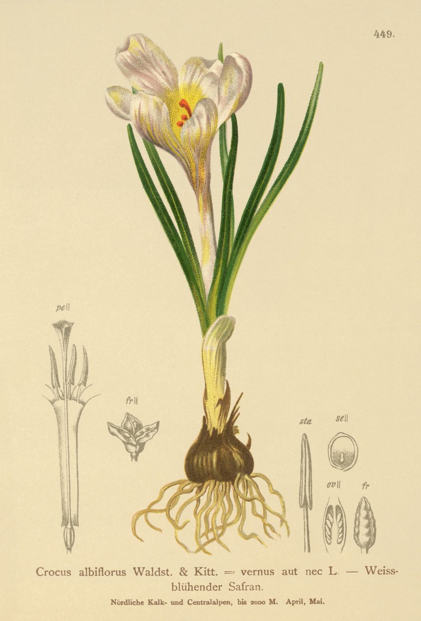 Tavaszi sáfrány (Crocus albiflorus, Crocus vernus) alkotó: German School