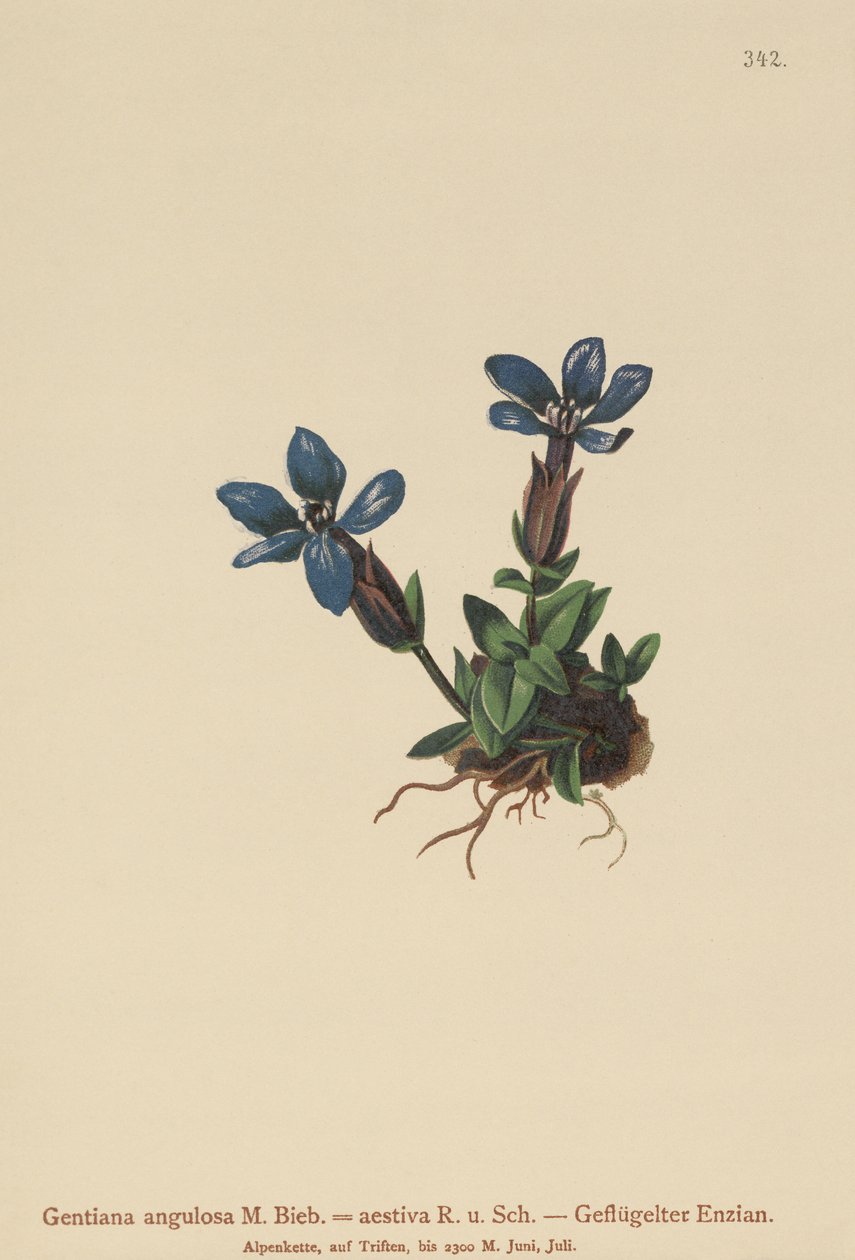 Tavaszi tárnics (Gentiana verna, Gentiana angulosa, Gentiana aestiva) alkotó: German School
