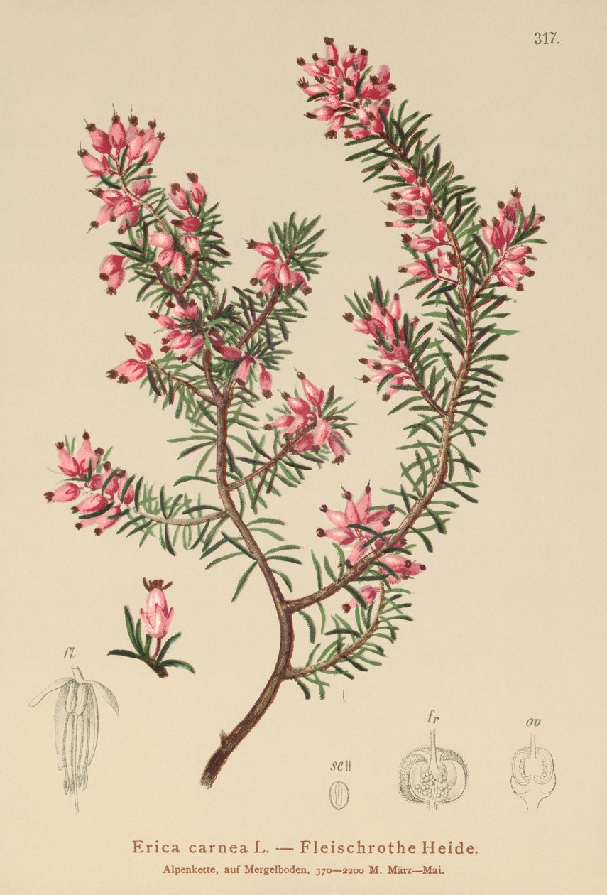 Spring Heath (Erica carnea) alkotó: German School