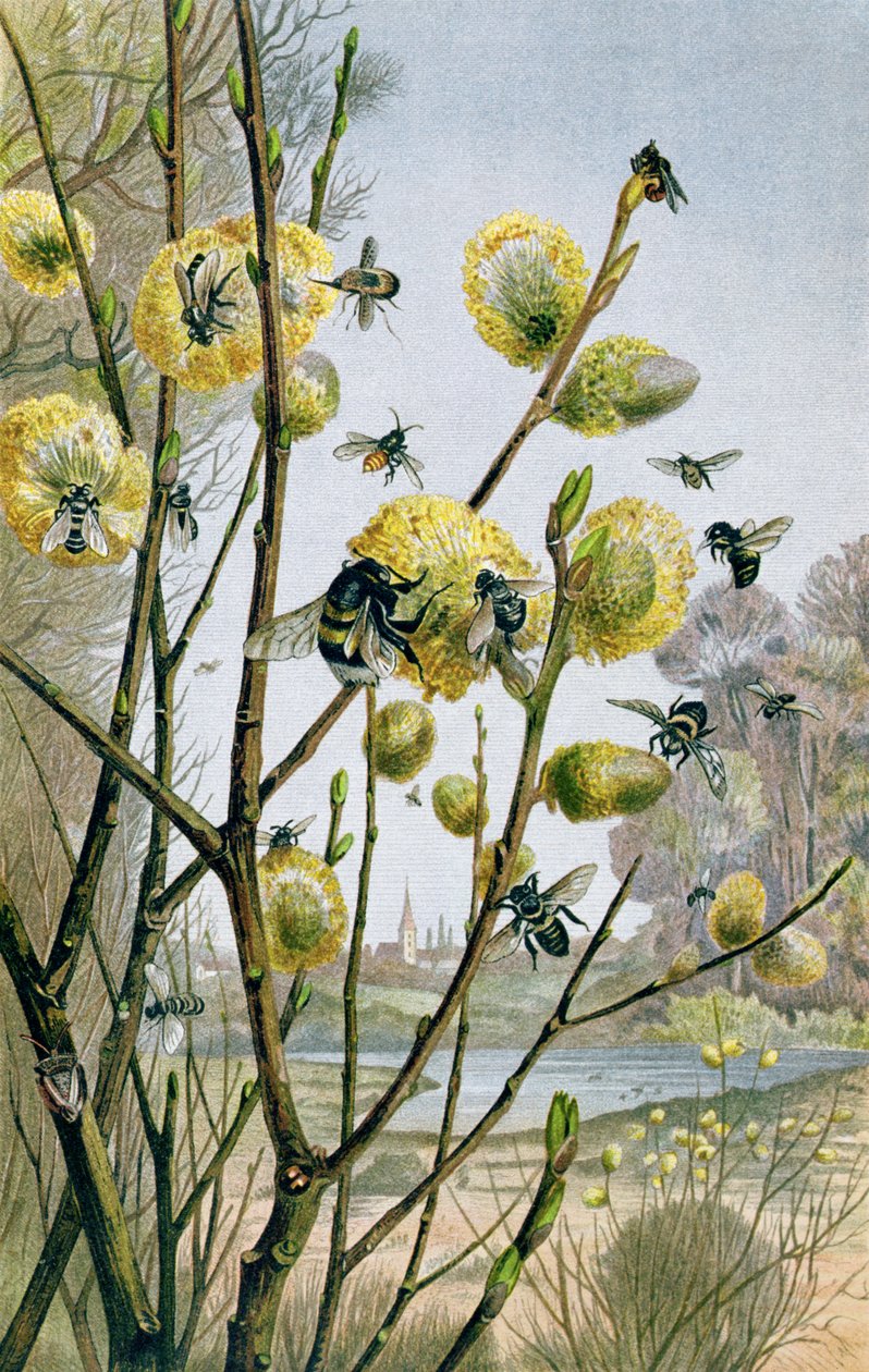 Tavasz a rovarvilágban, Brehms Tierleben lemez: Allgemeine Kunde des Tierreichs, 9. kötet, 216. o., a Bibliográfiai Intézet kiadása, 1892 alkotó: German School