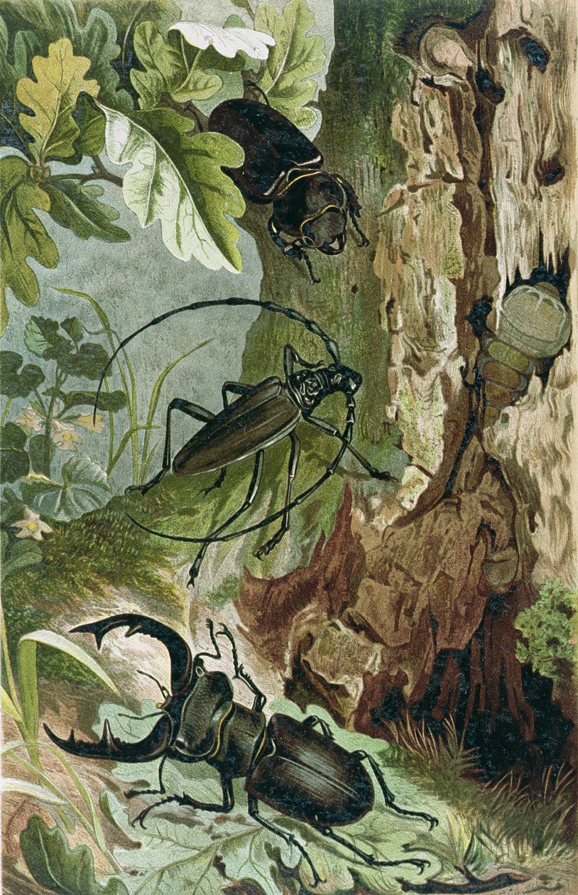 Szarvasbogár és hosszúszarvbogár, lemez Brehms Tierlebenből: Allgemeine Kunde des Tierreichs, 9. köt., 80. o., a Bibliográfiai Intézet kiadása, 1892 alkotó: German School