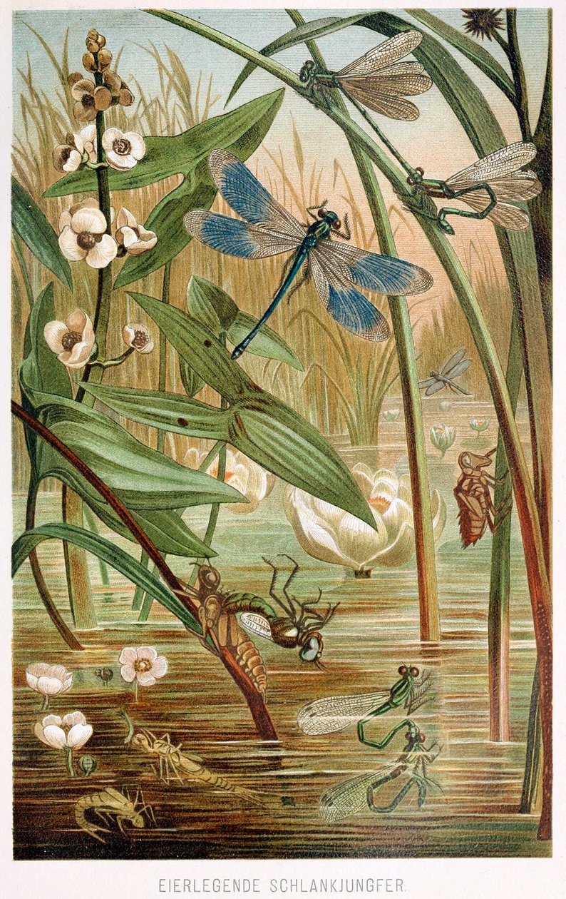 A Damselfly fejlődési szakaszai, Brehms Tierleben, pub. 1860-as évek színes litográfia, 1860. alkotó: German School