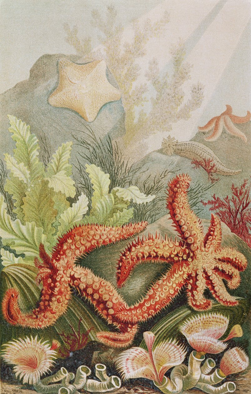Starfish, lemez Brehm