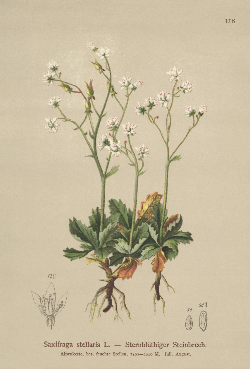 Csillagos szaxifrage (Saxifraga stellaris) alkotó: German School