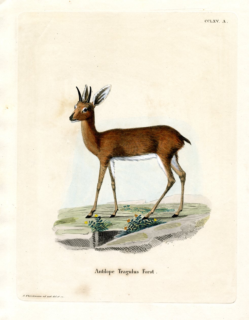 Steenbok (színes metszet) alkotó: German School