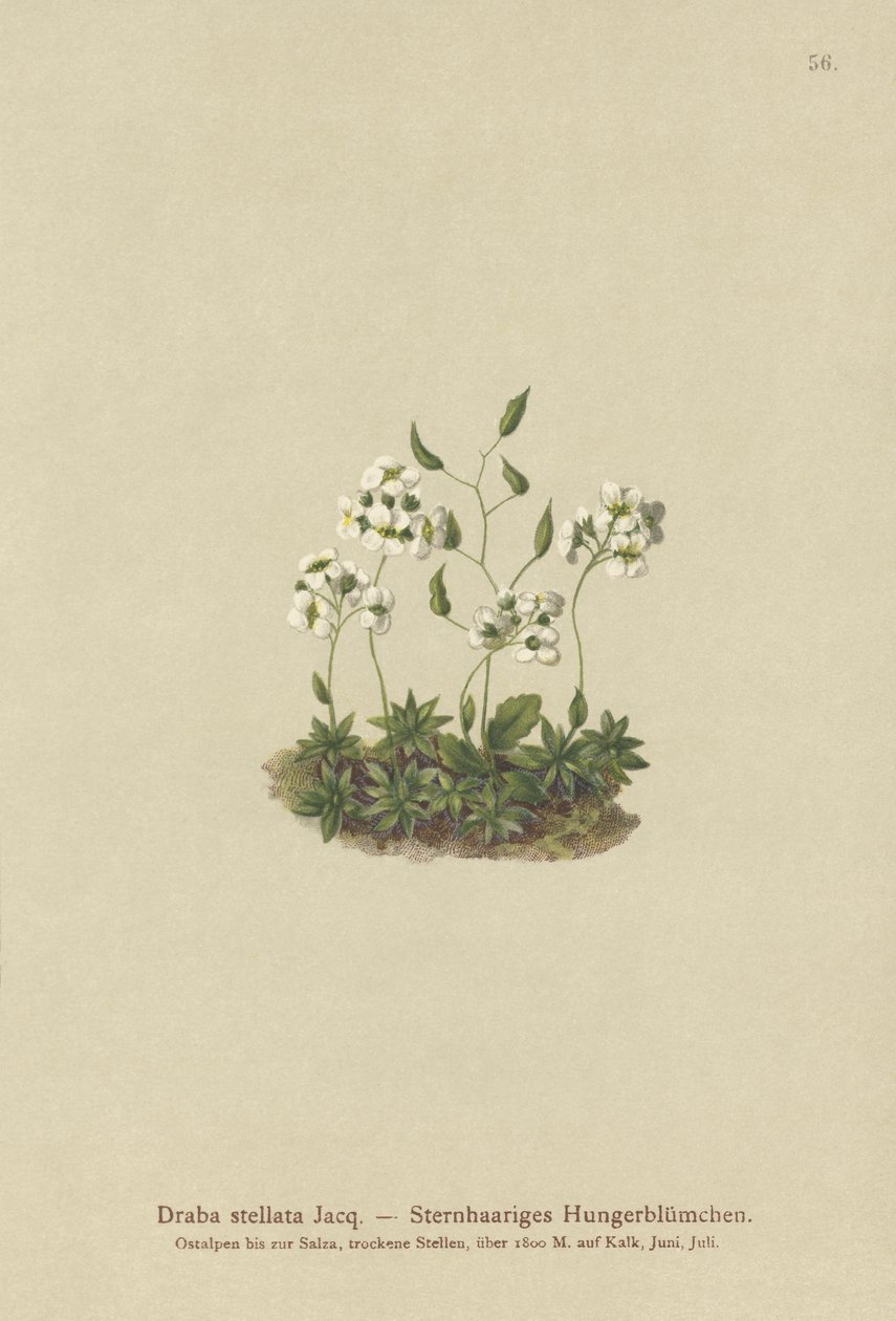 Csillagos Whitlow-fű (Draba stellata) alkotó: German School