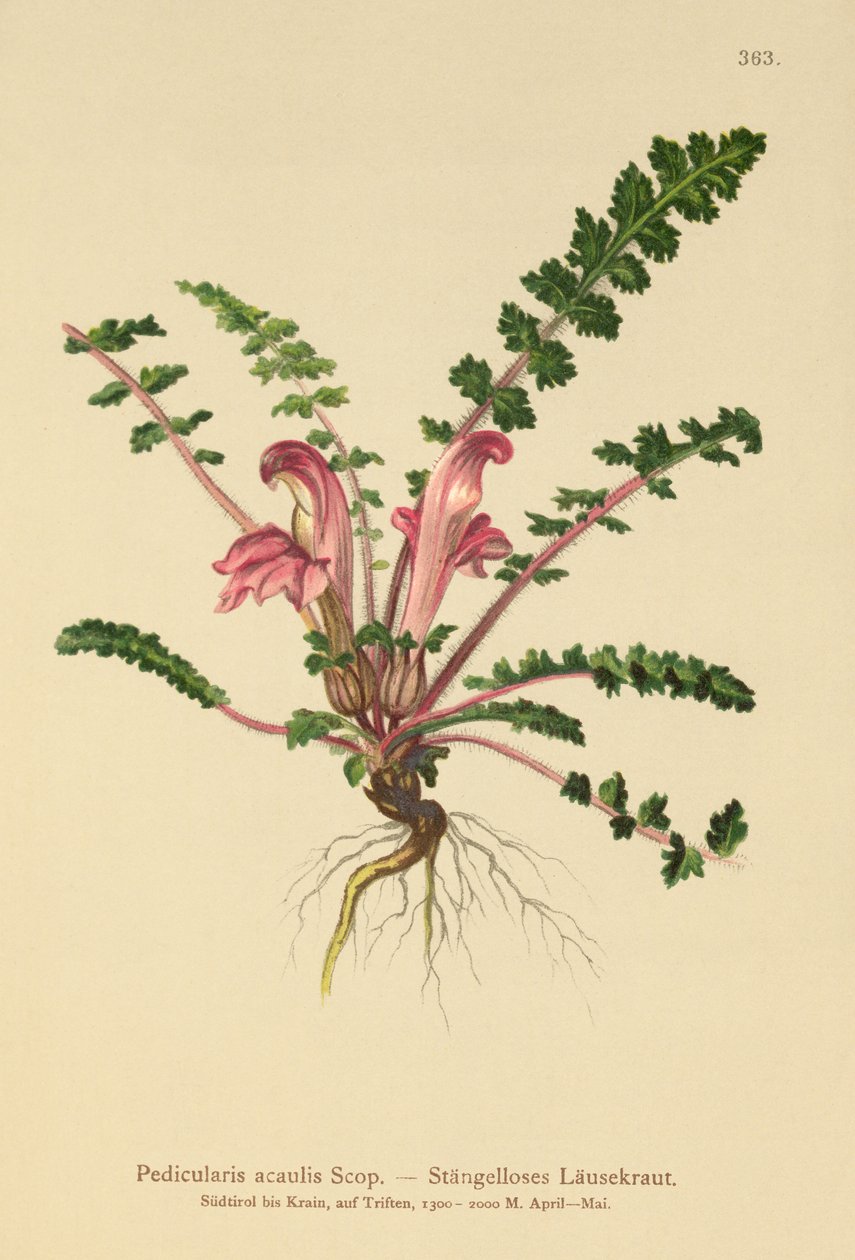 Kocsánytalan tetű (Pedicularis acaulis) alkotó: German School