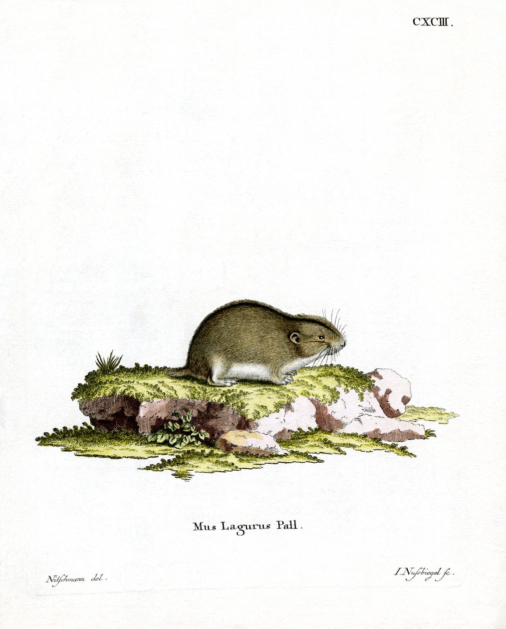 Steppe Lemming (színes metszet) alkotó: German School