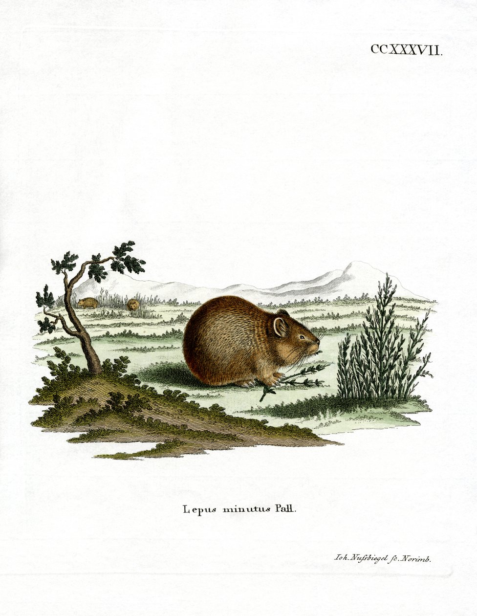 Steppe Pika (színes metszet) alkotó: German School