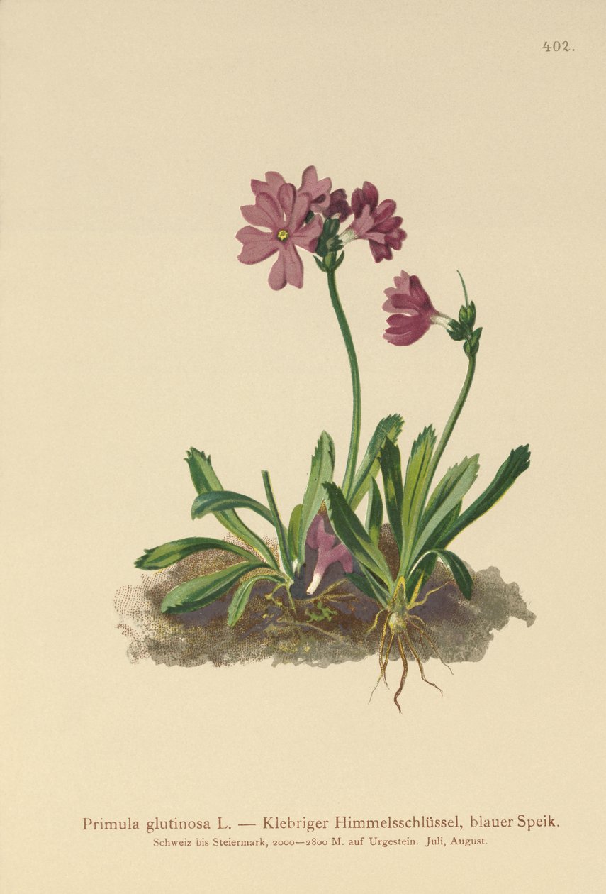 Ragadós kankalin (Primula glutinosa) alkotó: German School